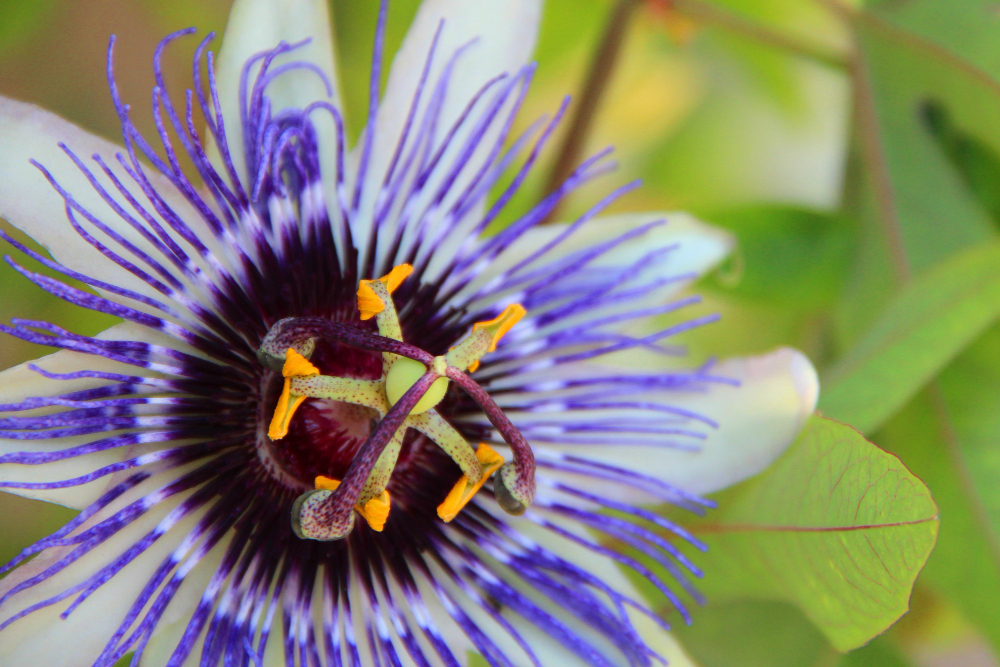Passiflora